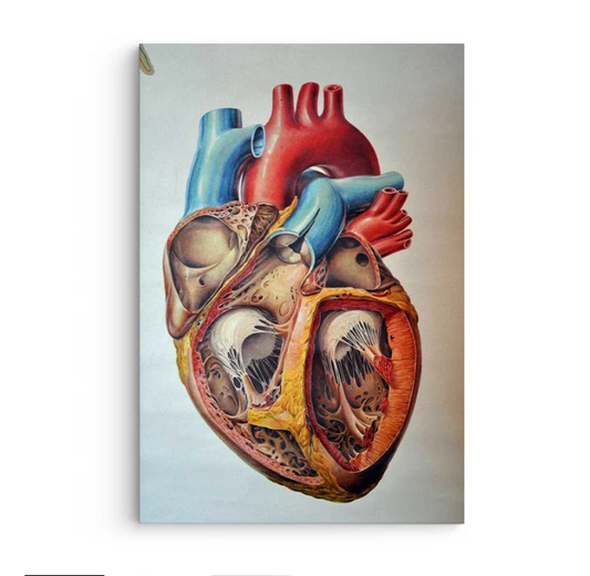 Human Heart